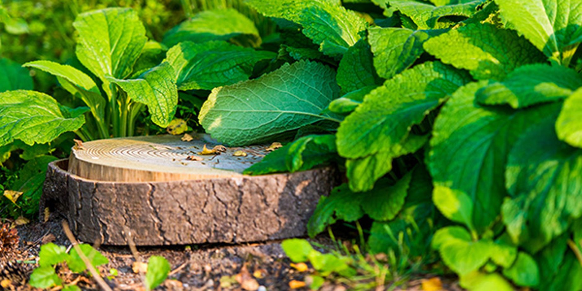 Natuurbegraven