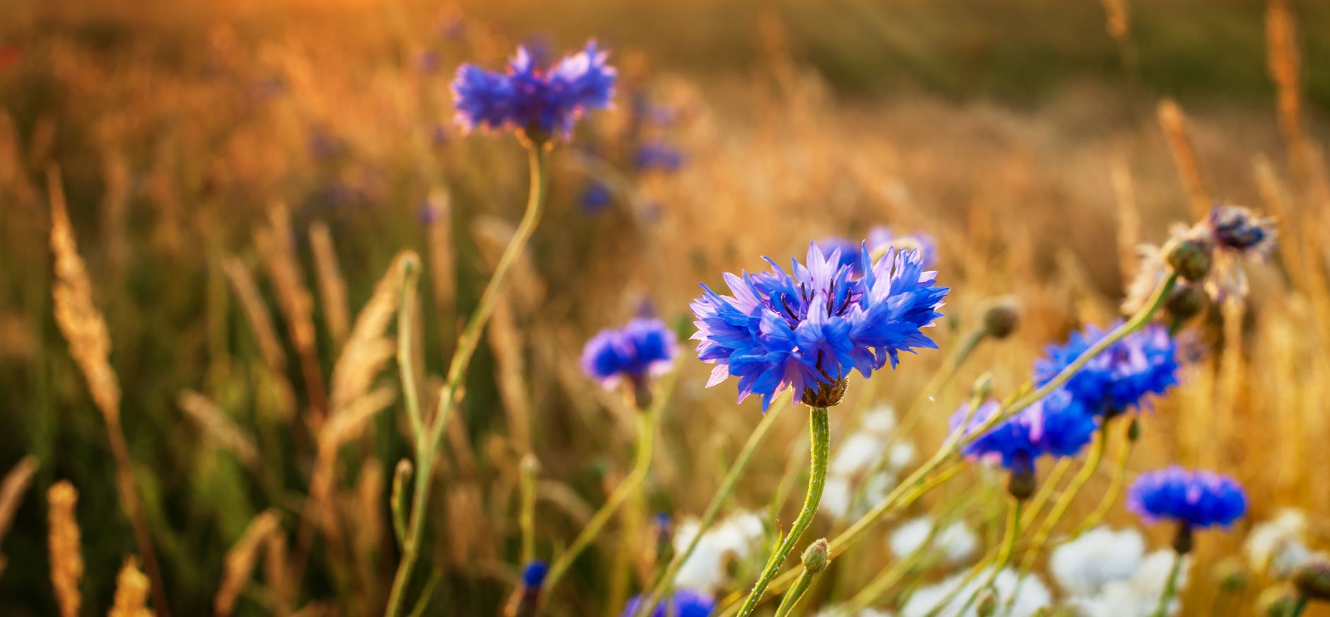 Natuurbegraven
