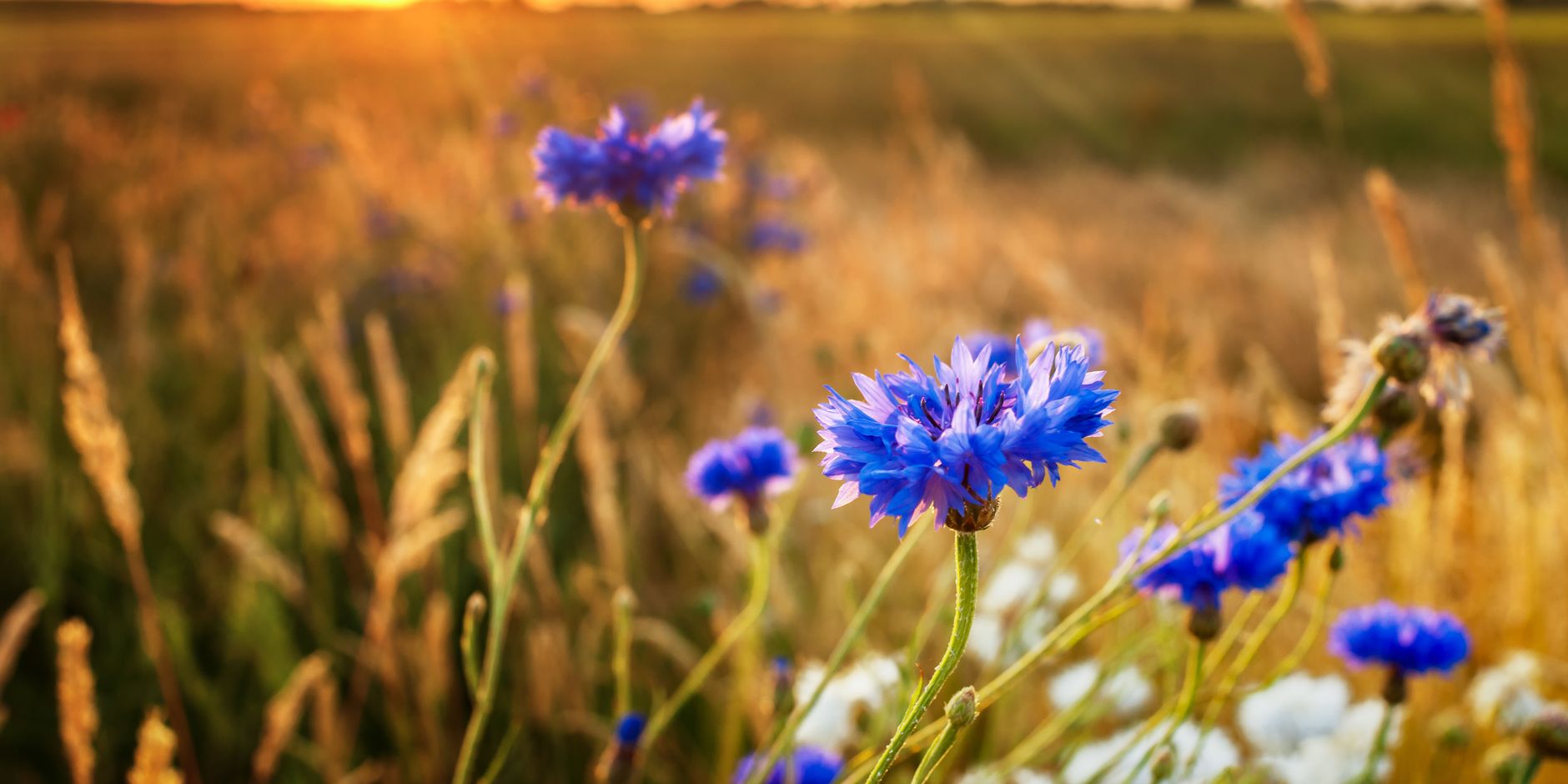 Natuurbegraven
