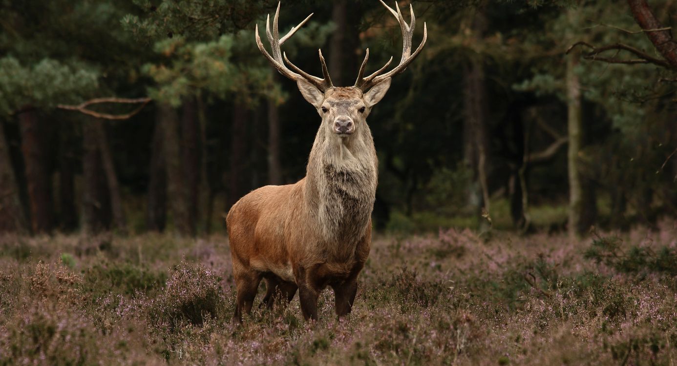 Edelhert tegen bosrand op de heide