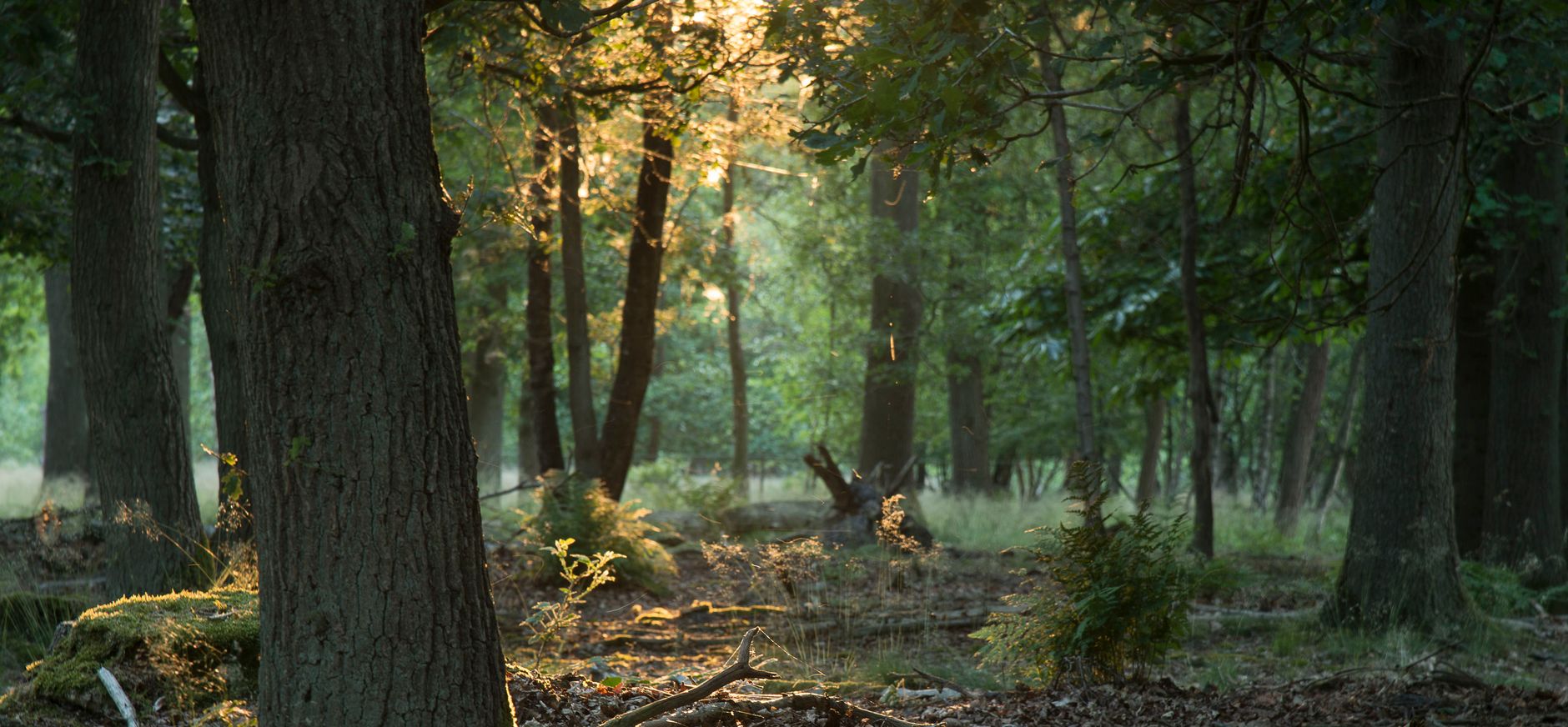 Huis ter heide Natuurbegraven