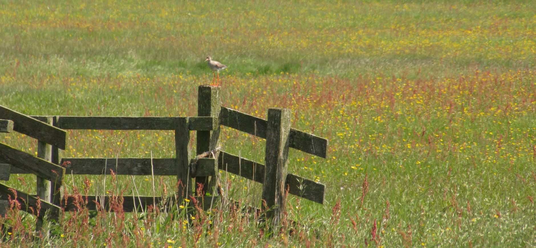 Filenspolder - Natuurmonumenten