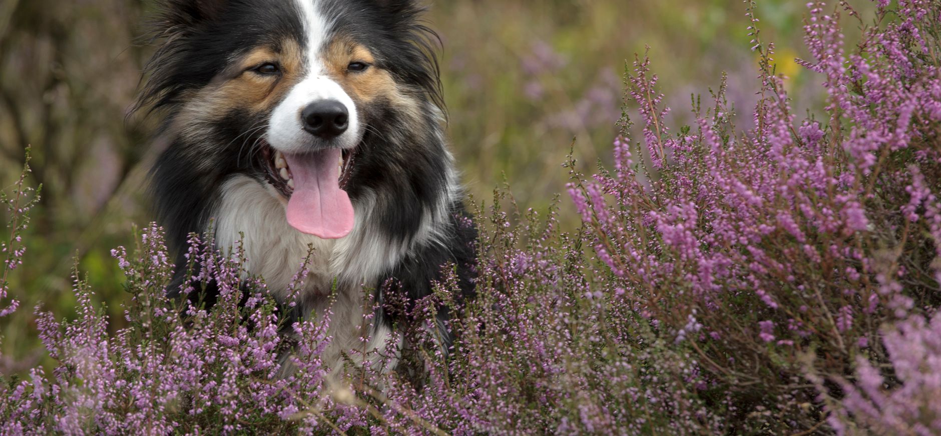 Wandelen met de hond