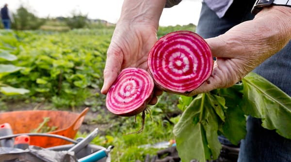 Close-up van een doorgesneden biet in de moestuin