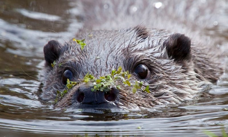 Otters houden van schoon water.
