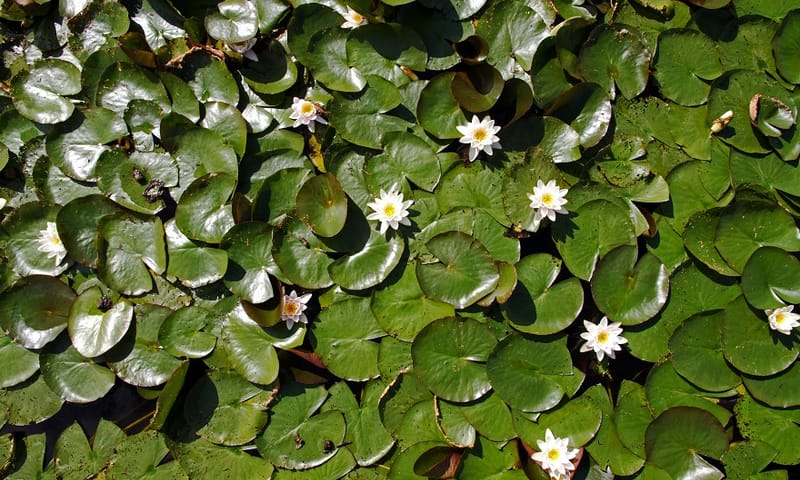 Uitgestrekte lelievelden op de Nieuwkoopse Plassen