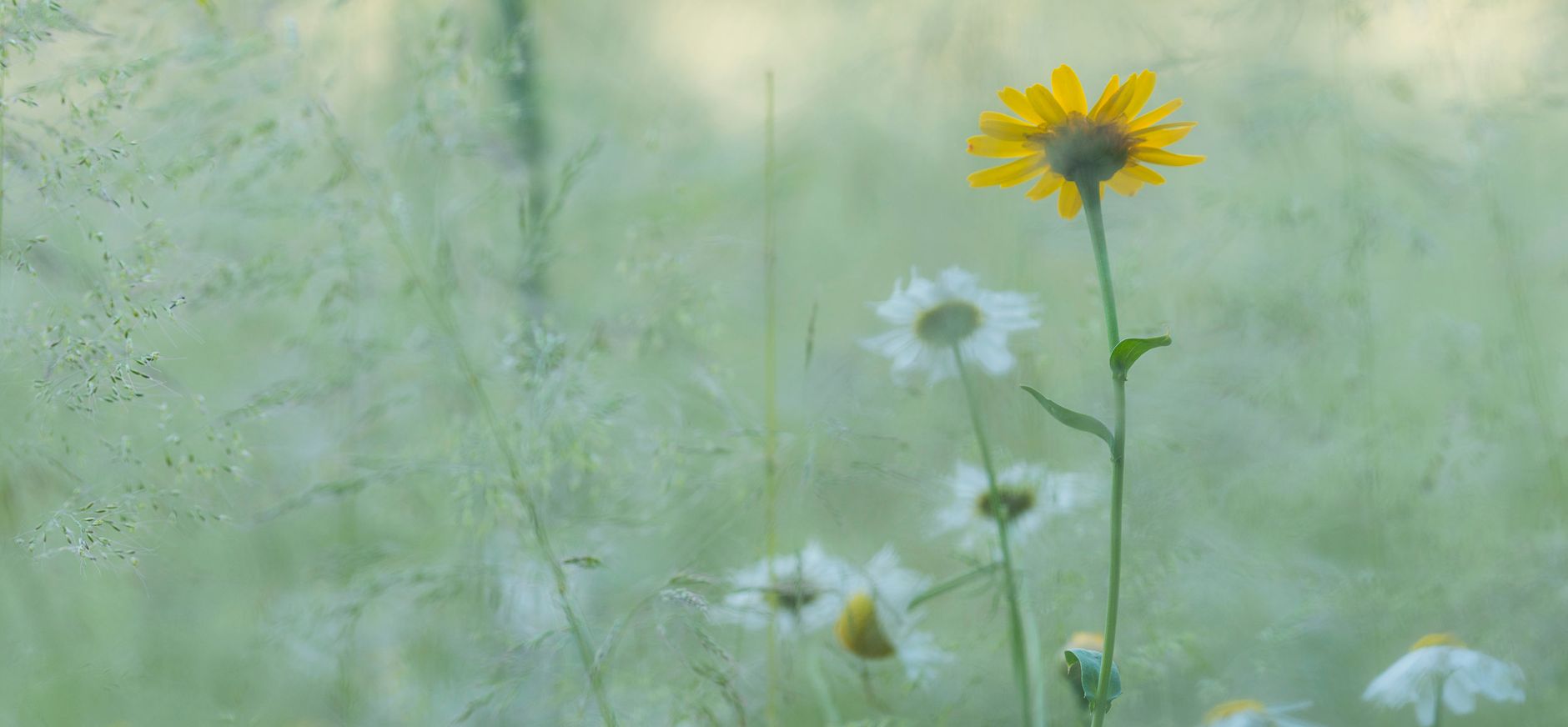 Natuurbegraven