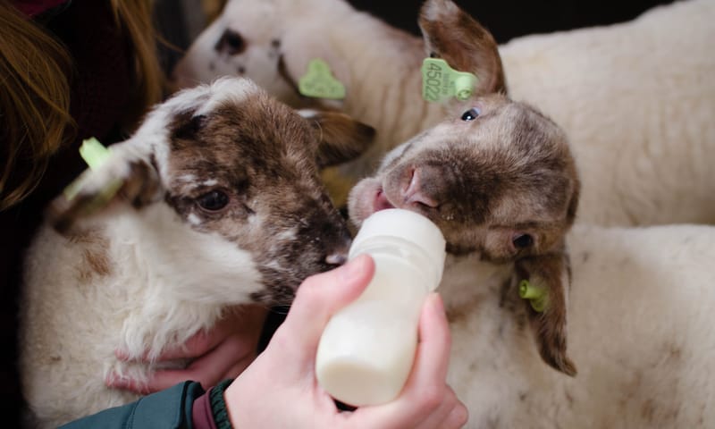 Lammetjes de fles geven