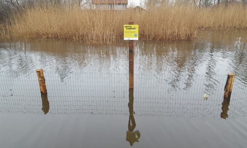 ganzenraster ten behoeve van grote karekiet loosdrechtse plassen