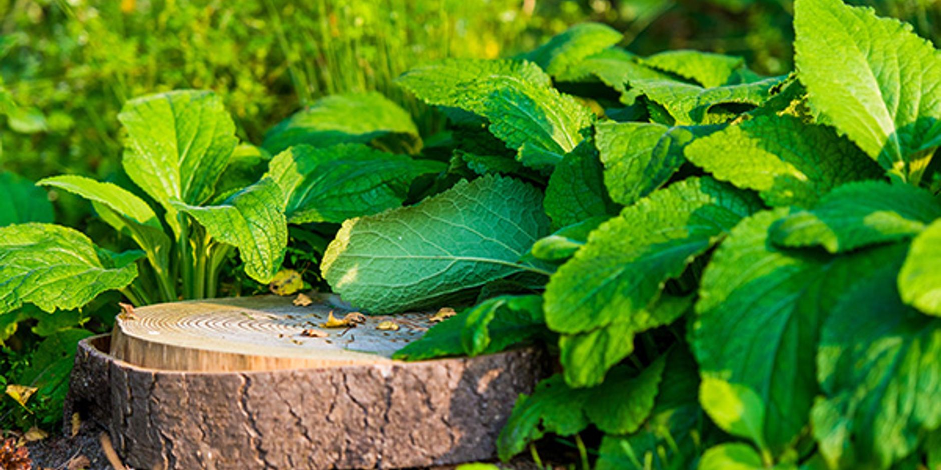 Natuurbegraven