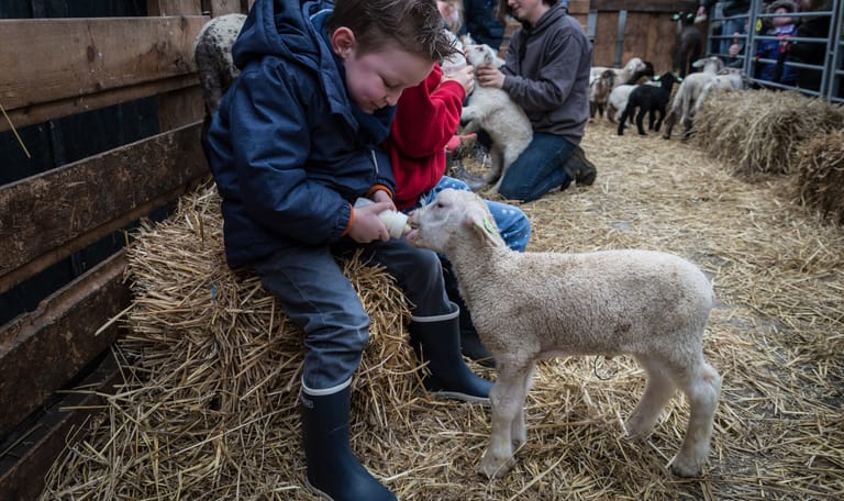 Lammetjes de fles geven op de belevenisboerderij