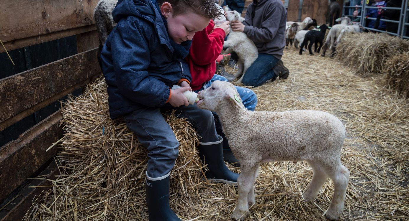 Lammetjes de fles geven op de belevenisboerderij