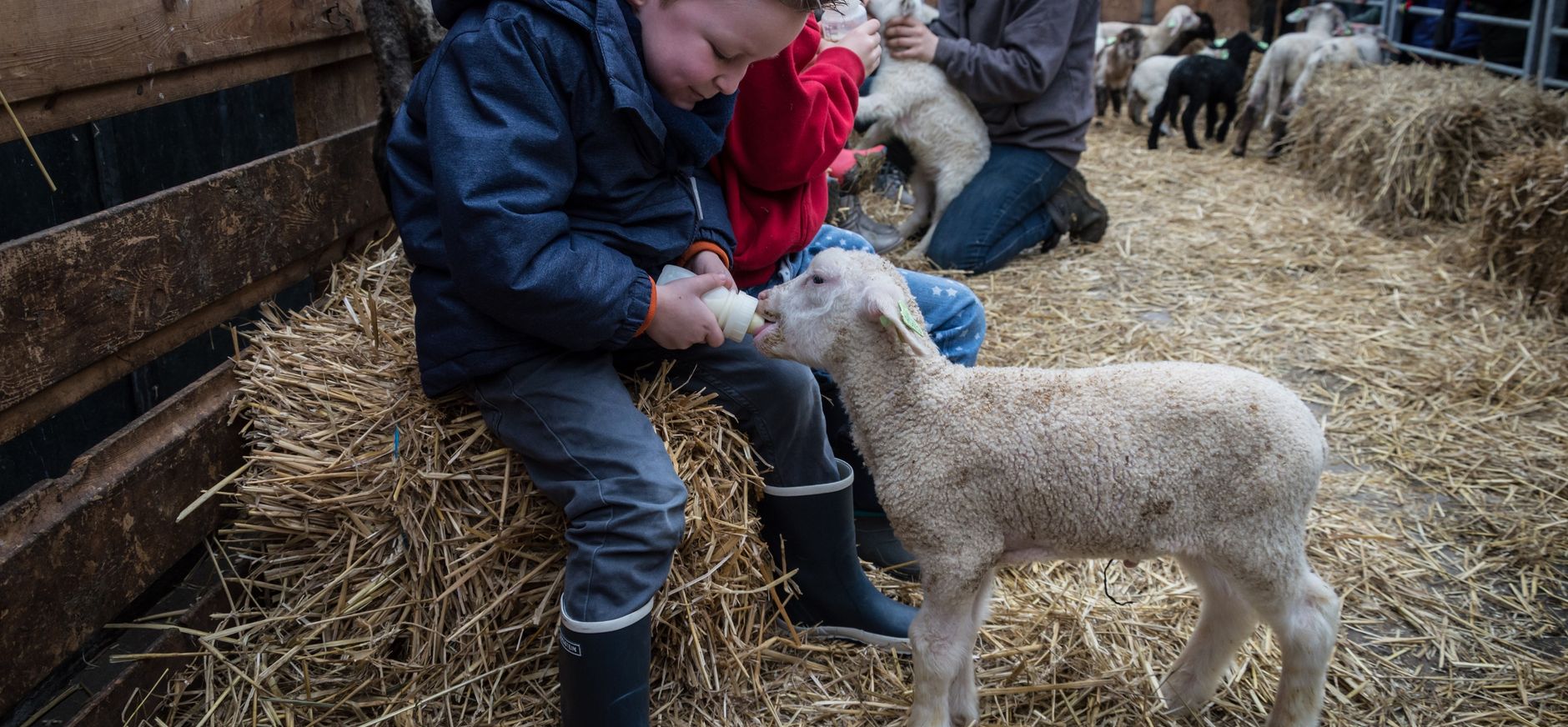 Lammetjes de fles geven op de belevenisboerderij