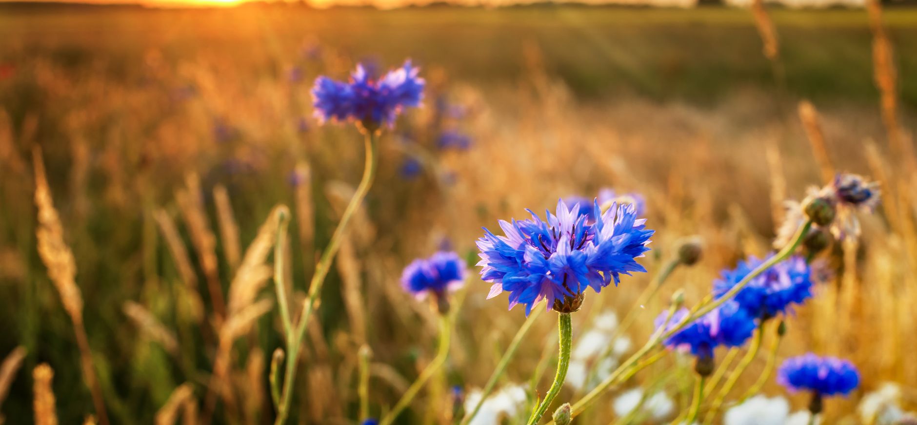 Natuurbegraven