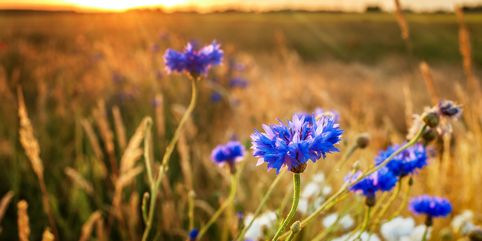 Natuurbegraven