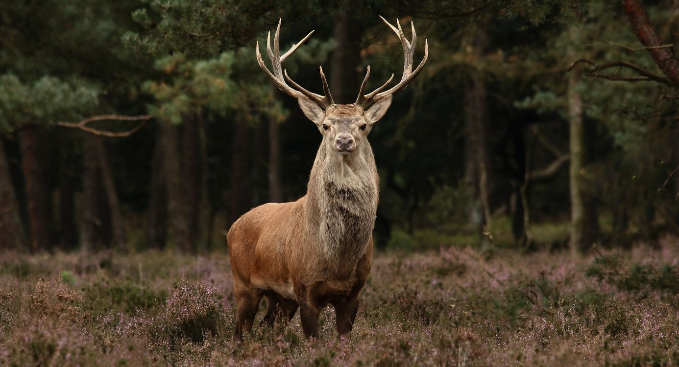 Edelhert tegen bosrand op de heide