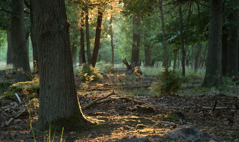 Huis ter heide Natuurbegraven
