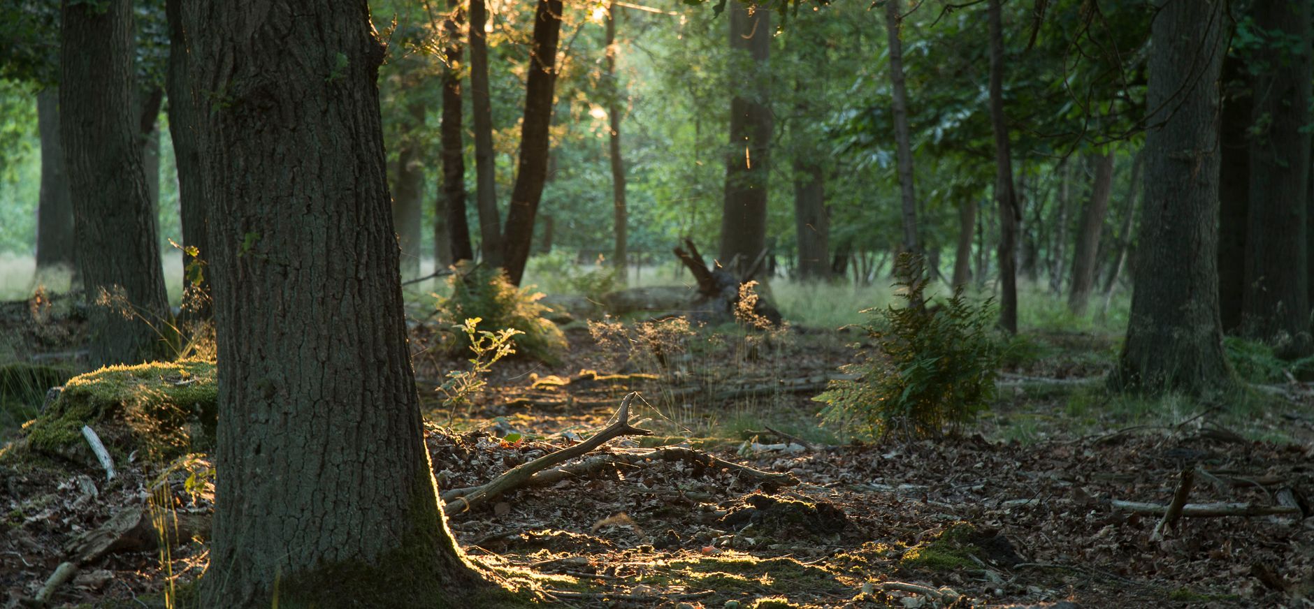 Huis ter heide Natuurbegraven