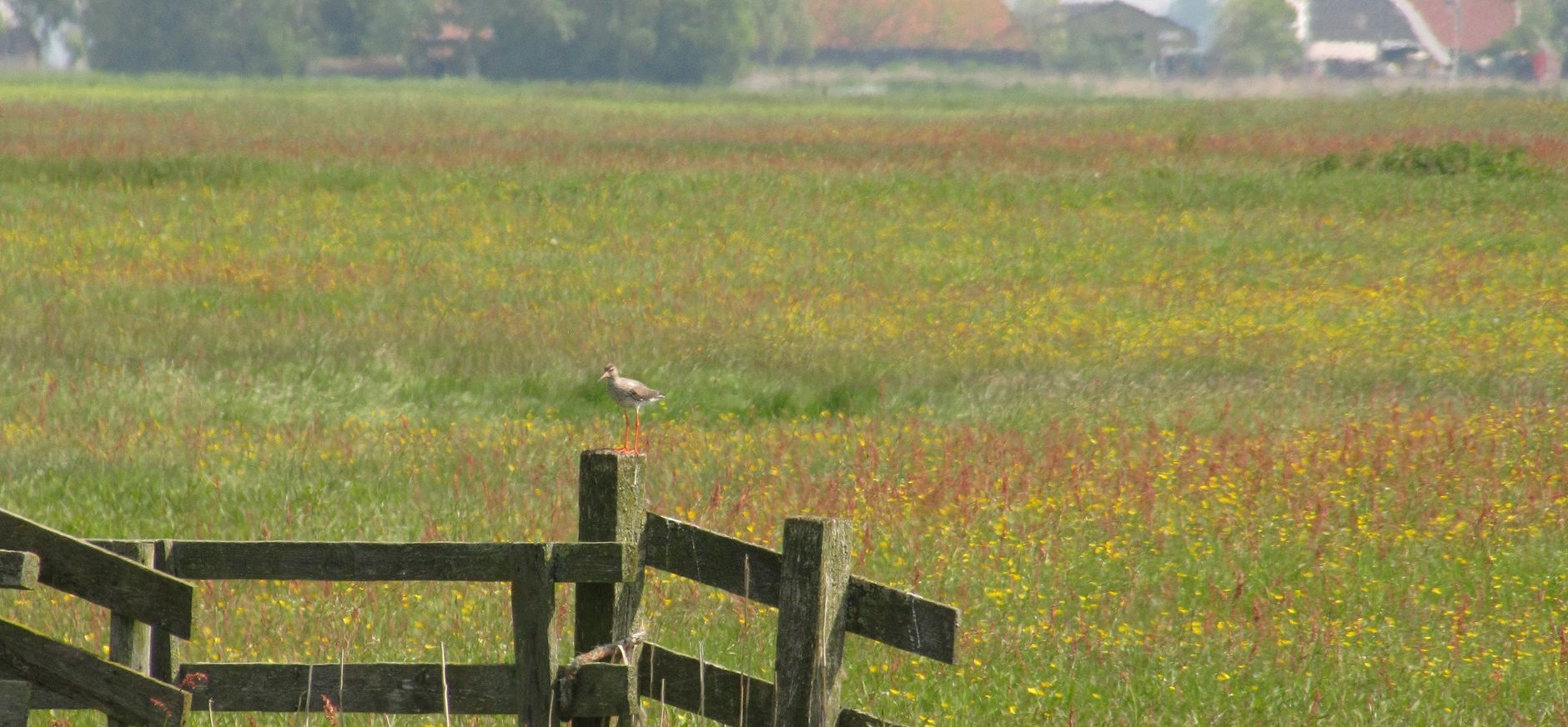 Filenspolder - Natuurmonumenten