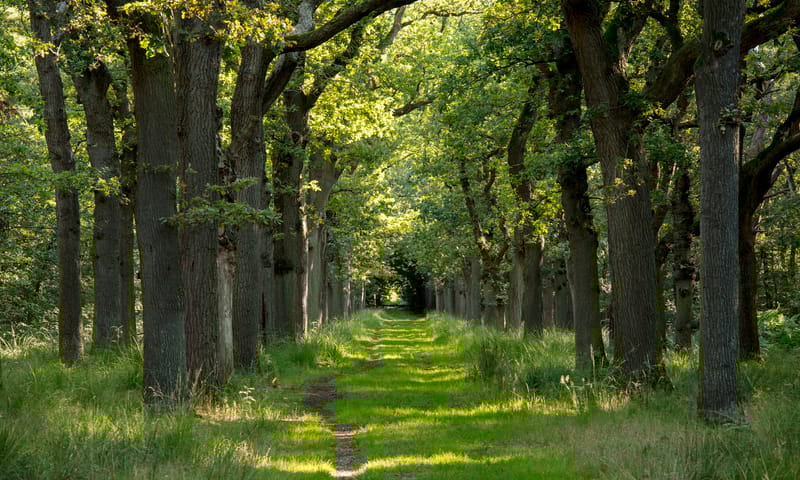 Lycklamabos - Natuurmonumenten