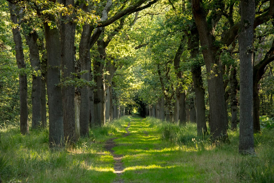 Herfstwandeling in het Lycklamabos