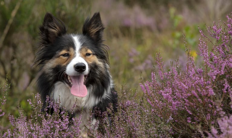 Wandelen met de hond
