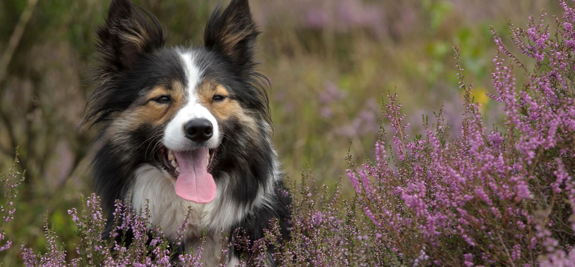 Wandelen met de hond