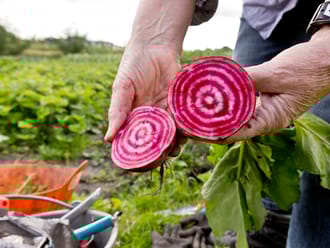 Close-up van een doorgesneden biet in de moestuin