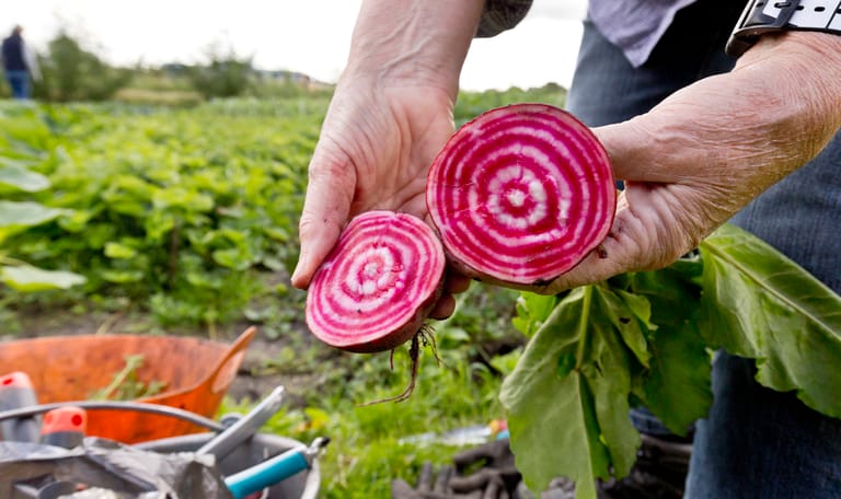Close-up van een doorgesneden biet in de moestuin