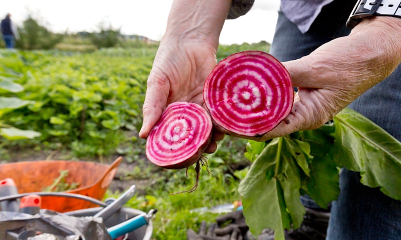 Close-up van een doorgesneden biet in de moestuin