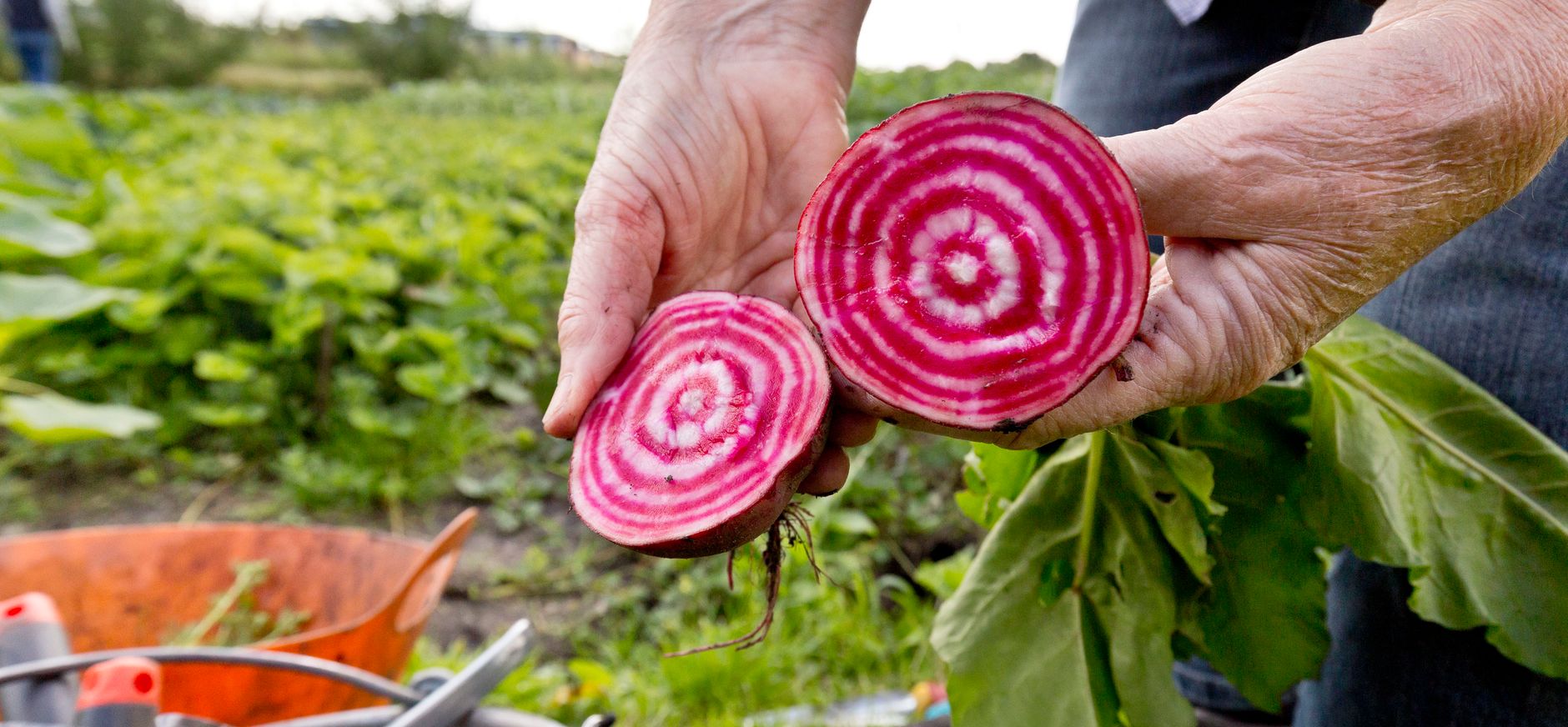 Close-up van een doorgesneden biet in de moestuin