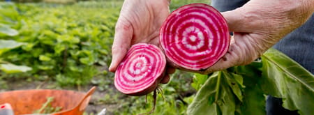 Close-up van een doorgesneden biet in de moestuin