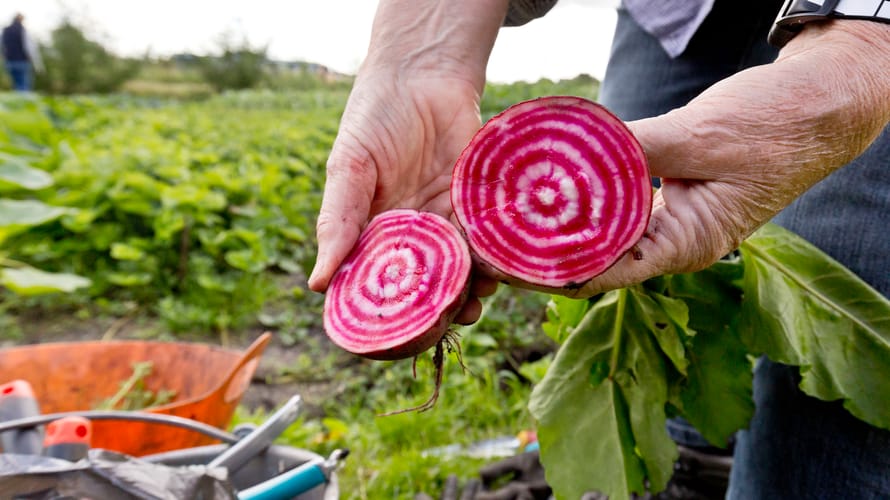 Close-up van een doorgesneden biet in de moestuin