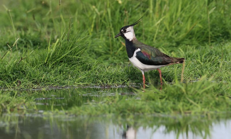 Kievit in boerenland