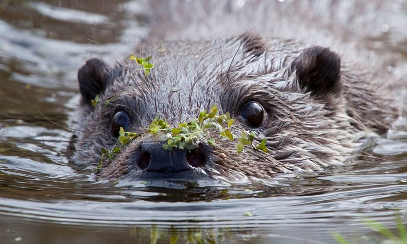 Otters houden van schoon water.