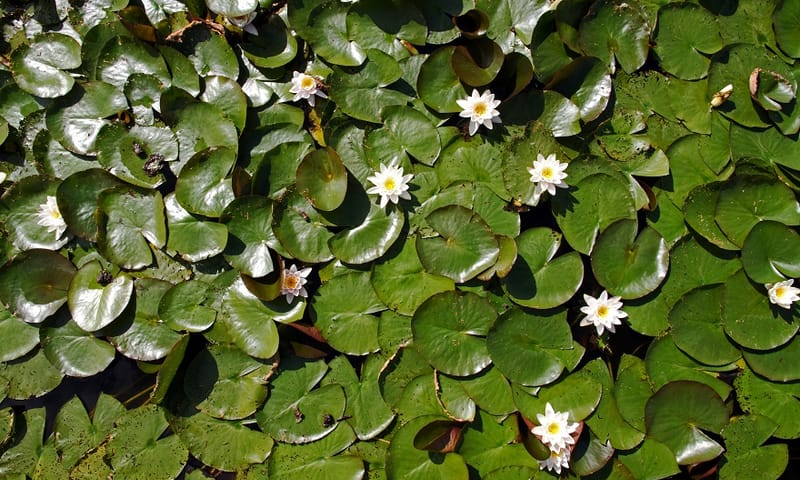 Uitgestrekte lelievelden op de Nieuwkoopse Plassen