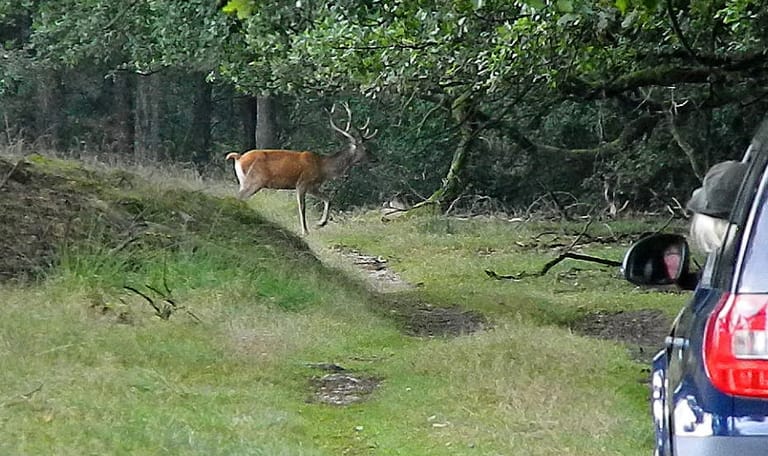 Edelhert spotten tijdens Top 5 safari met boswachter