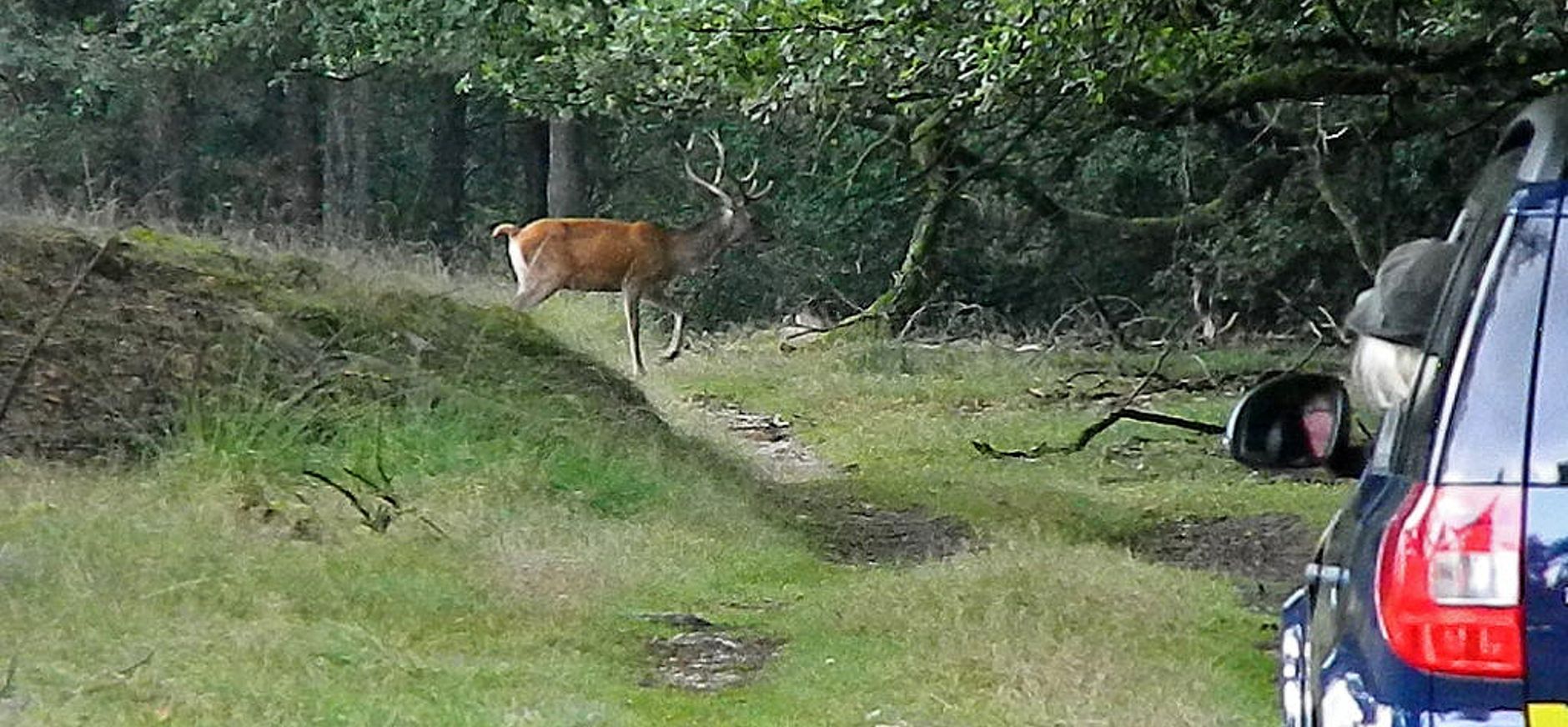 Edelhert spotten tijdens Top 5 safari met boswachter