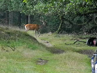 Edelhert spotten tijdens Top 5 safari met boswachter
