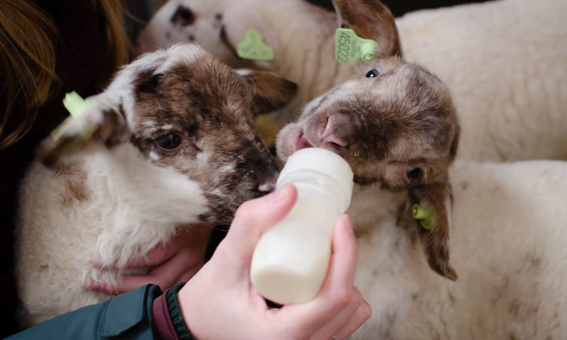 Lammetjes de fles geven