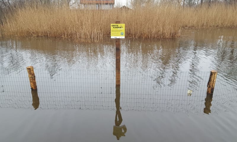 ganzenraster ten behoeve van grote karekiet loosdrechtse plassen