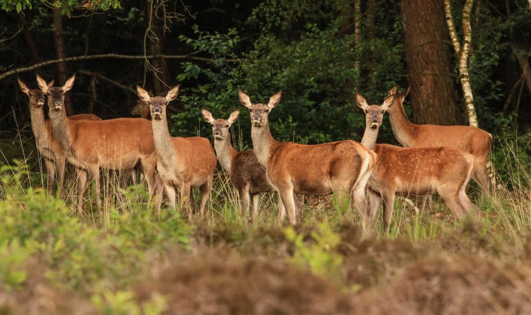 Wild zien op Planken Wambuis