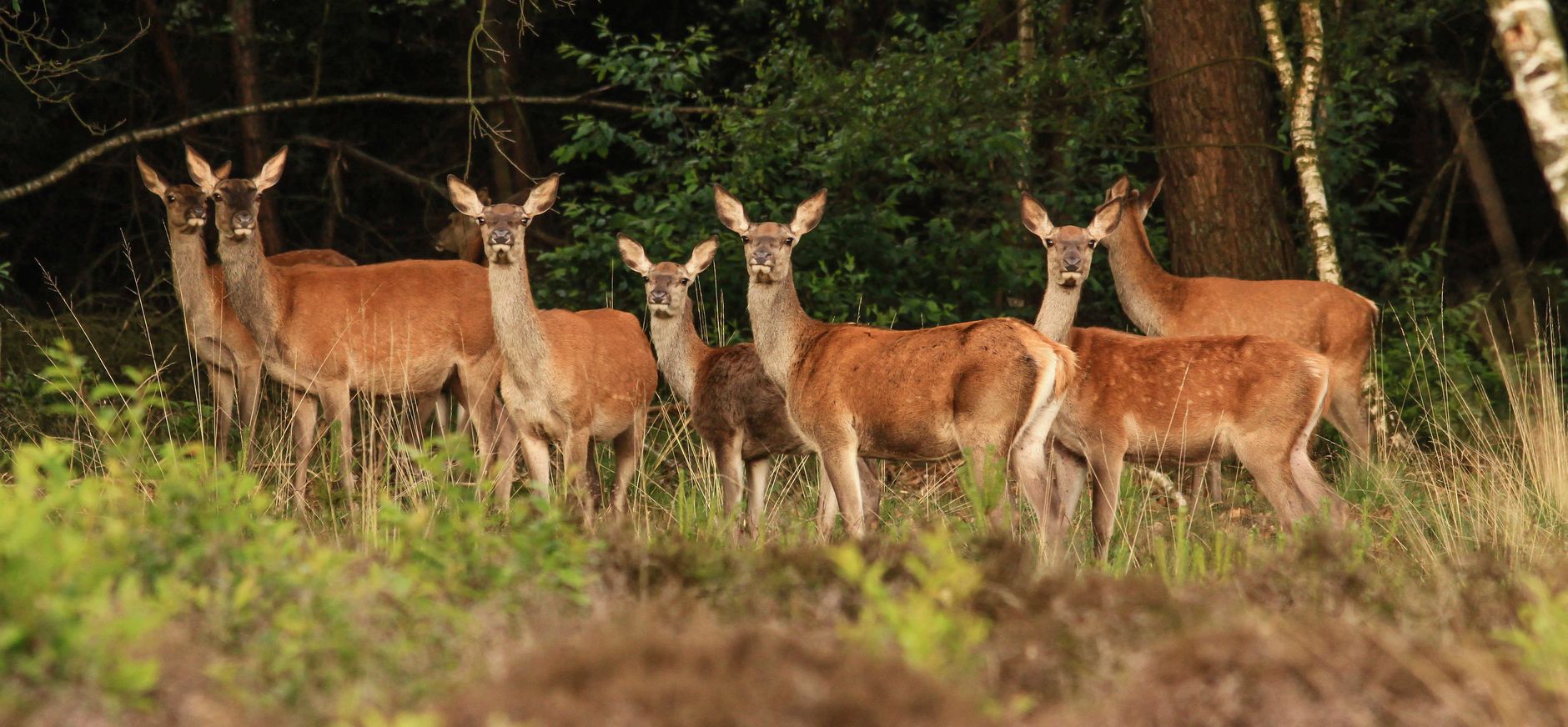 Wild zien op Planken Wambuis