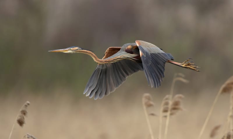 purperreiger