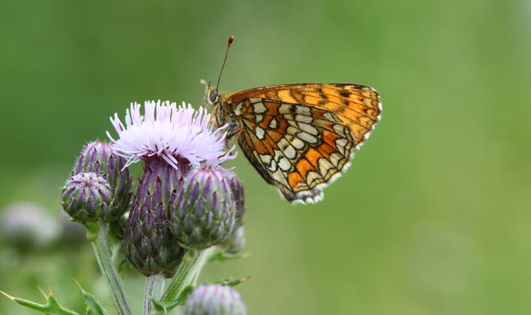Grote parelmoervlinder op distel in bloemrijke akker