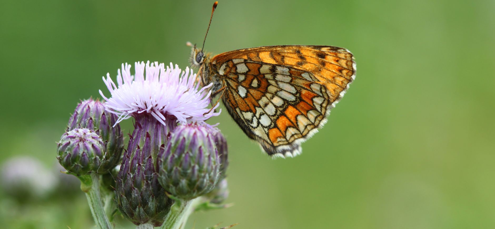 Grote parelmoervlinder op distel in bloemrijke akker