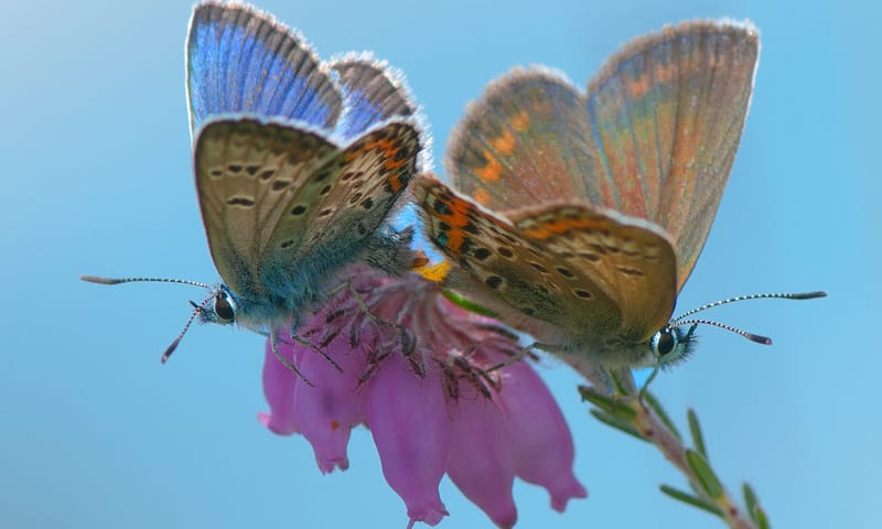 Heideblauwtje op dopheide