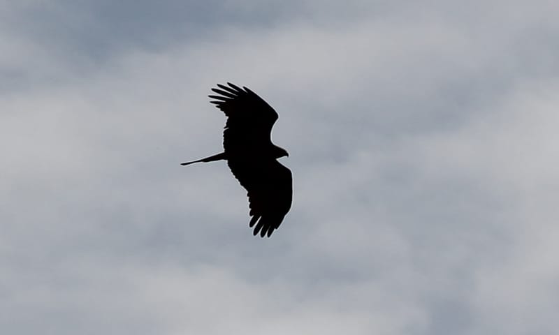 Roofvogel Vaalwaard