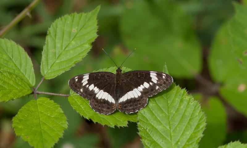 Kleine ijsvogelvlinder in vlindercorridor Leusveld
