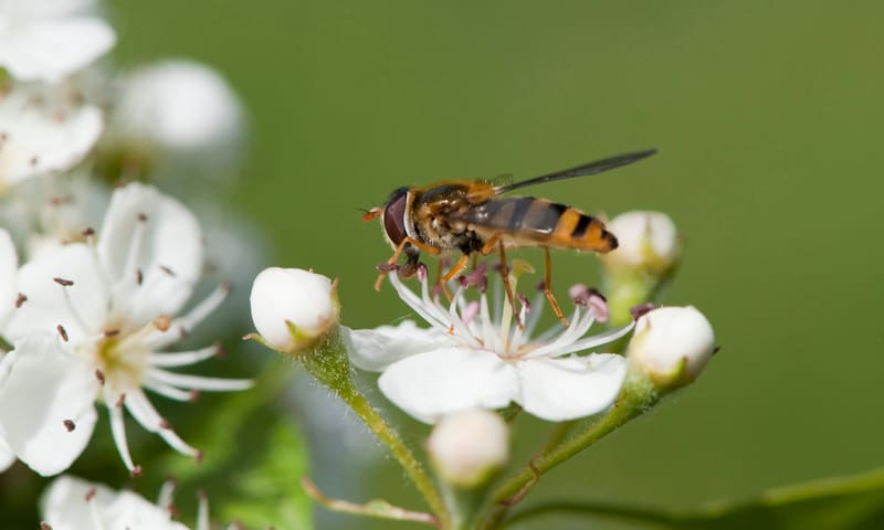 Insecten Vaalwaard
